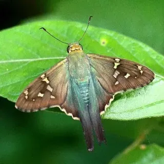 thumbnail for publication: Bean Leafroller, Urbanus proteus (Linnaeus) (Insecta: Lepidoptera: Hesperiidae)